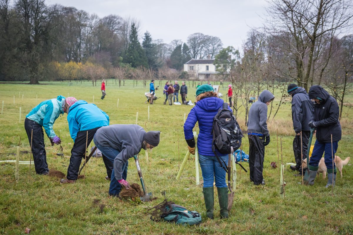 Large group of volunteers planting trees